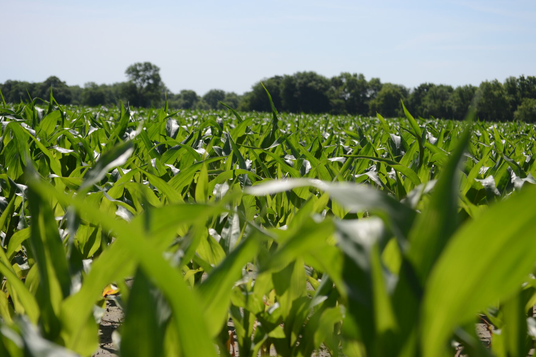 Corn